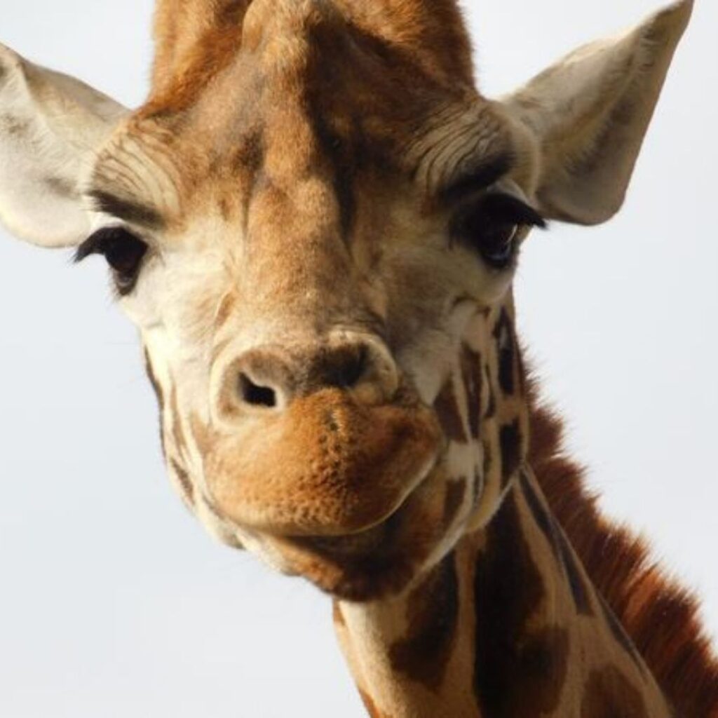 Tierpark Schmiding