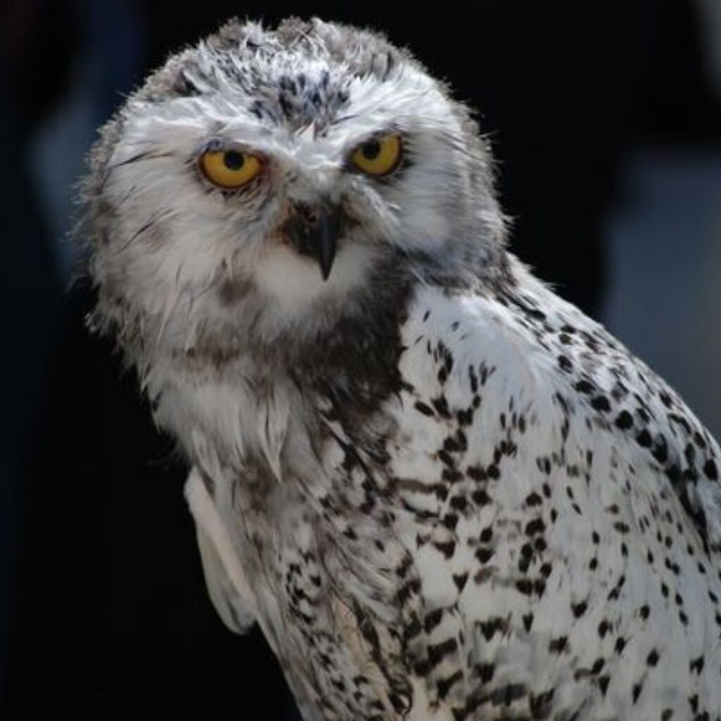 Wildpark Grünau